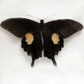 Red helen Papilio helenus daksha